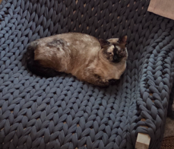 Lost Female Cat last seen Stonebrook and Sand Castle Drive, Frisco, TX 75036
