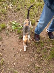 Found/Stray Unknown Cat last seen Paris Bridge Rd & Sandier Rd, Boiling Springs, SC 29316