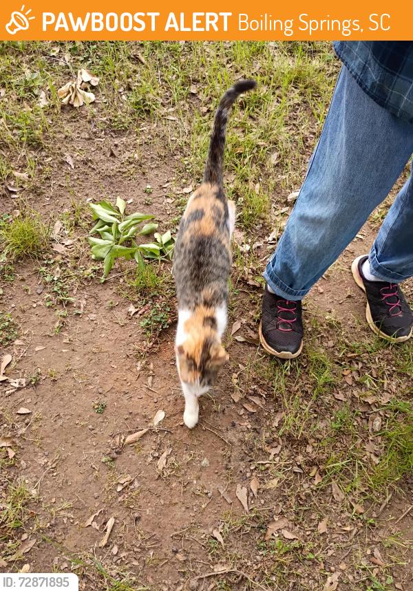 Found/Stray Unknown Cat last seen Paris Bridge Rd & Sandier Rd, Boiling Springs, SC 29316