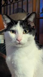 Lost Male Cat last seen Zube park, Ranch Country , Hockley, TX 77447