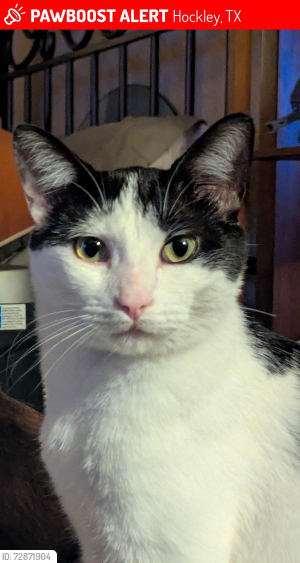Lost Male Cat last seen Zube park, Ranch Country , Hockley, TX 77447