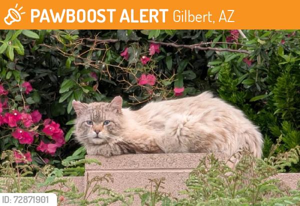 Found/Stray Unknown Cat last seen Near e walnut rd, Gilbert, AZ 85298