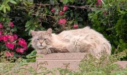Found/Stray Unknown Cat last seen Near e walnut rd, Gilbert, AZ 85298