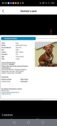 Lost Male Dog last seen Edward st caboolture, Woodridge, QLD 4114