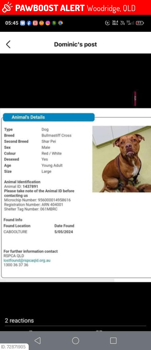 Lost Male Dog last seen Edward st caboolture, Woodridge, QLD 4114