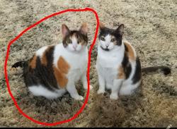 Lost Female Cat last seen Prairie, N. Meadow, E. Meadow, 517W, also Pedegral North, Dickinson, TX 77539