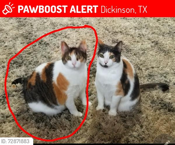 Lost Female Cat last seen Prairie, N. Meadow, E. Meadow, 517W, also Pedegral North, Dickinson, TX 77539