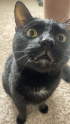 Lost Male Cat last seen Clay and Louisiana , Denver, CO 80219