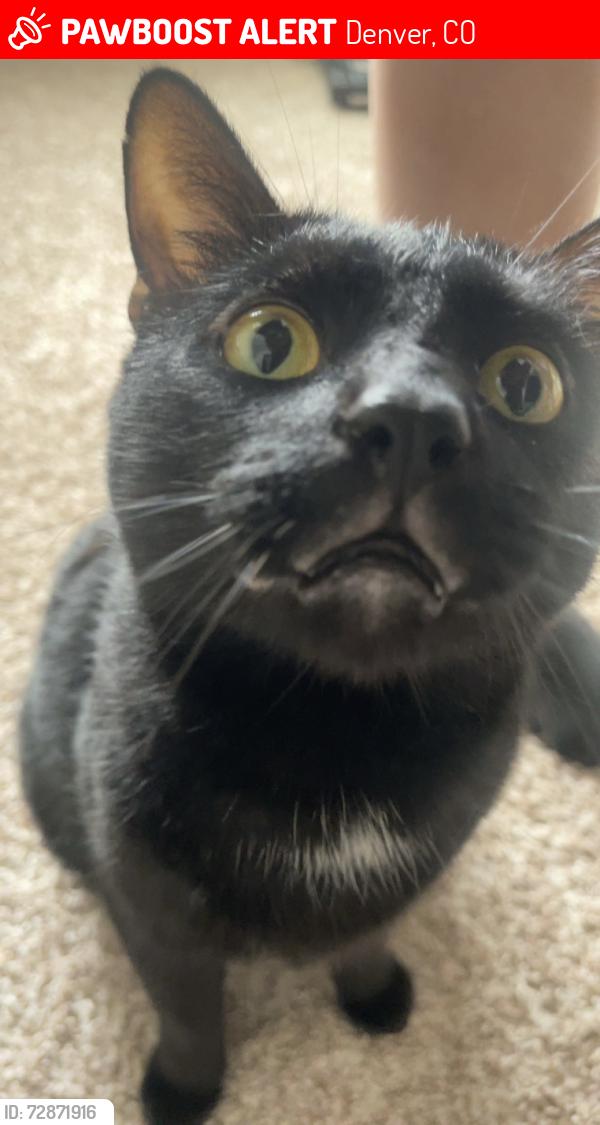 Lost Male Cat last seen Clay and Louisiana , Denver, CO 80219