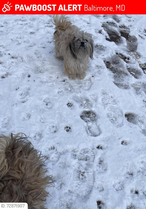 Lost Female Dog last seen Dunkdal, Baltimore, MD 21224