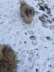 Lost Female Dog last seen Dunkdal, Baltimore, MD 21224