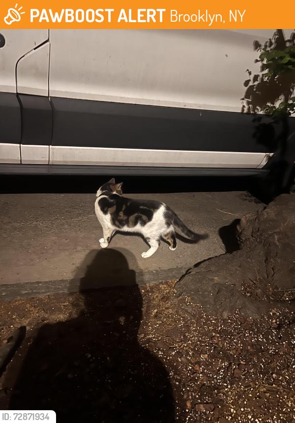 Found/Stray Unknown Cat last seen Fort green park, Brooklyn, NY 11205