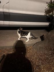 Found/Stray Unknown Cat last seen Fort green park, Brooklyn, NY 11205