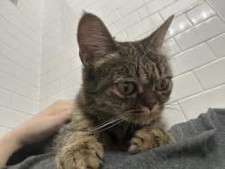 Found/Stray Unknown Cat last seen El cameno lanne, Orland Park, IL 60462