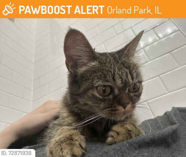 Found/Stray Unknown Cat last seen El cameno lanne, Orland Park, IL 60462