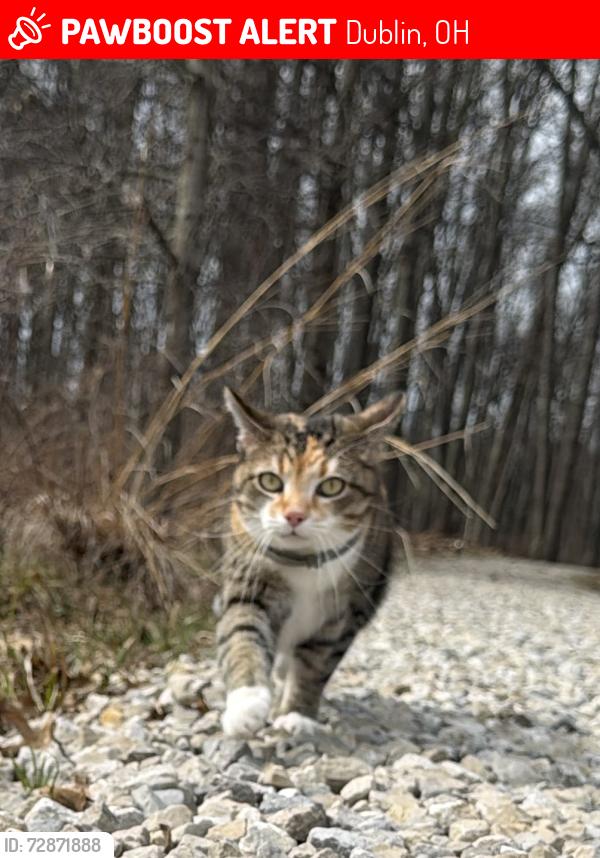 Lost Female Cat last seen Haddler Dr, Scotia Ct, Gaelic Ct, Haddler Ct, Heather Glen Blvd, Scotia Ct, Dublin, OH 43016