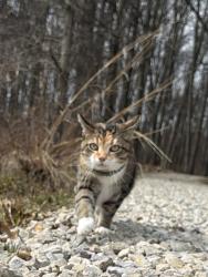 Lost Female Cat last seen Haddler Dr, Scotia Ct, Gaelic Ct, Haddler Ct, Heather Glen Blvd, Scotia Ct, Dublin, OH 43016