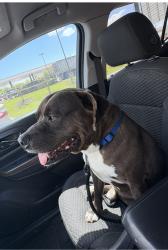 Lost Male Dog last seen Bay River Colony , Baytown, TX 77521