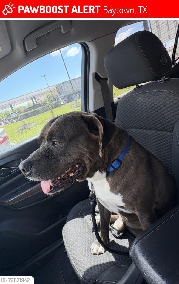 Lost Male Dog last seen Bay River Colony , Baytown, TX 77521