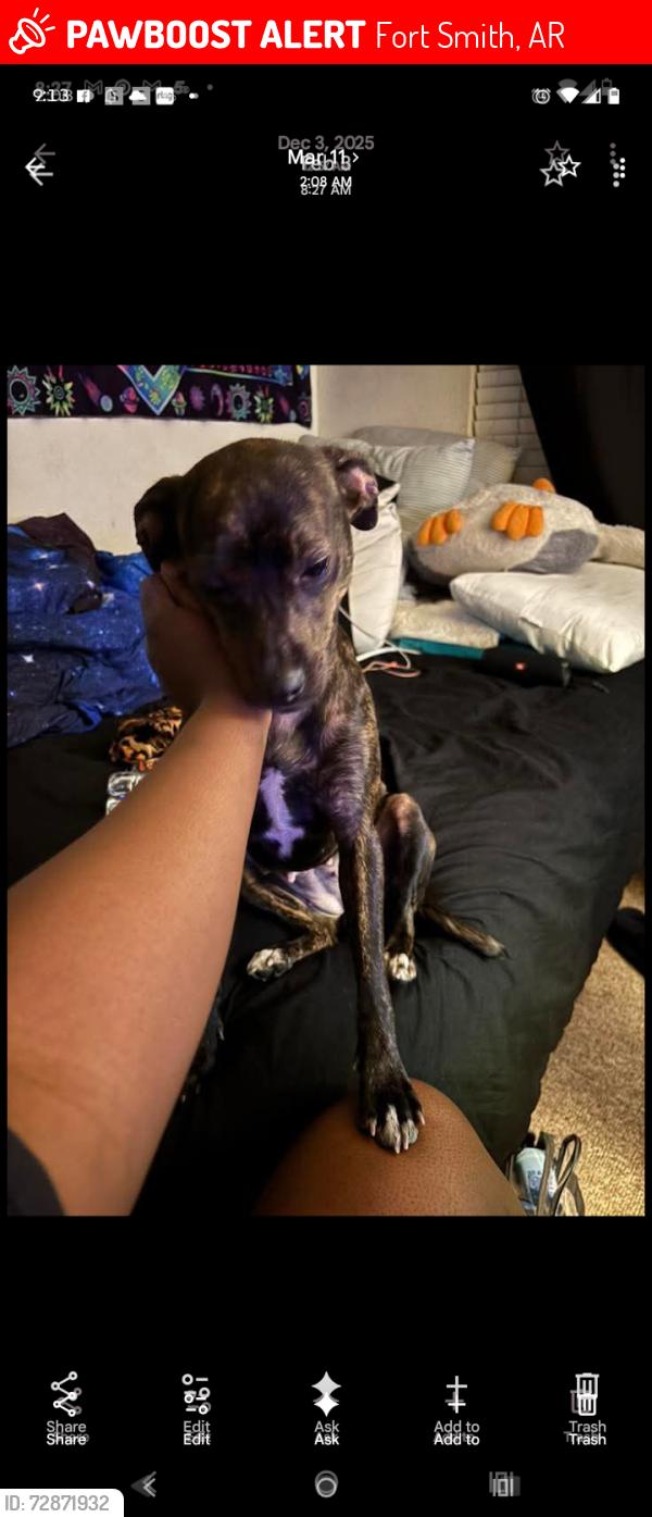 Lost Female Dog last seen Riverfront Drive, Clayton heights, Morrison elementary, OK Foods area, Fort Smith, AR 72904