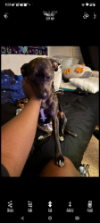 Lost Female Dog last seen Riverfront Drive, Clayton heights, Morrison elementary, OK Foods area, Fort Smith, AR 72904