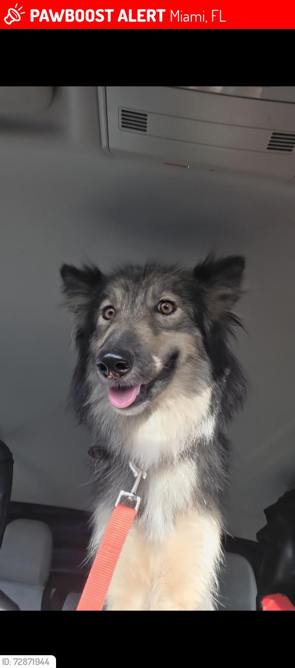 Lost Female Dog last seen Sunoco, Miami, FL 33157