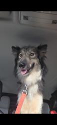 Lost Female Dog last seen Sunoco, Miami, FL 33157