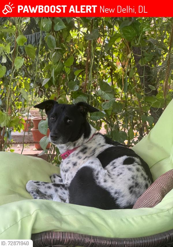 Lost Female Dog last seen Last seen G-Avenue, opposite Navy Children’s School Chanakyapuri, New Delhi, DL 110021