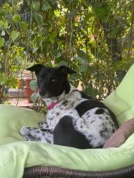 Lost Female Dog last seen Last seen G-Avenue, opposite Navy Children’s School Chanakyapuri, New Delhi, DL 110021