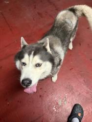 Found/Stray Male Dog last seen Near E 5th Ave, Hialeah, FL 33013, Hialeah, FL 33013