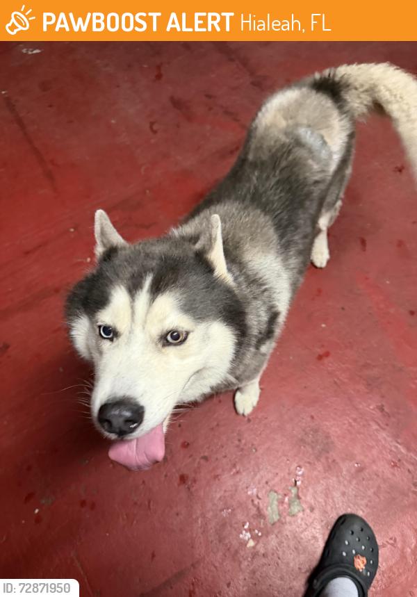 Found/Stray Male Dog last seen Near E 5th Ave, Hialeah, FL 33013, Hialeah, FL 33013