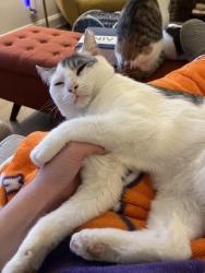 Lost Male Cat last seen Near Edgewood Drive, Williamston , Williamston, SC 29697