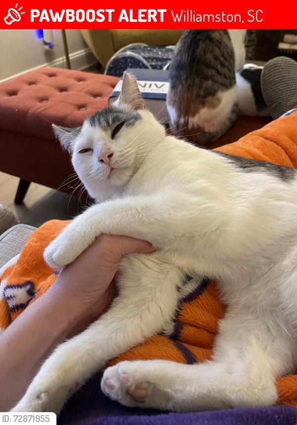 Lost Male Cat last seen Near Edgewood Drive, Williamston , Williamston, SC 29697