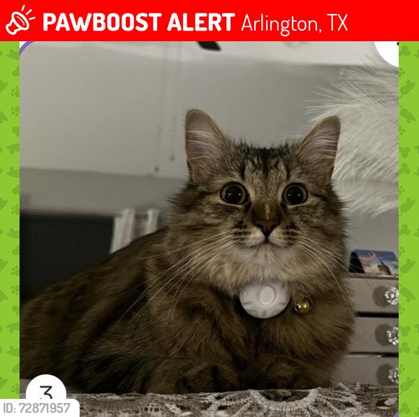Lost Female Cat last seen Green oaks, Arlington, TX 76017