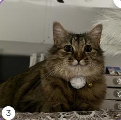 Lost Female Cat last seen Green oaks, Arlington, TX 76017