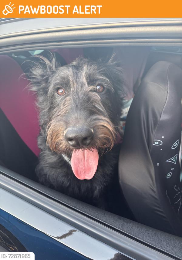 Found/Stray Male Dog last seen Cortez and Southern, Apache Junction, AZ 85119