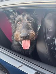 Found/Stray Male Dog last seen Cortez and Southern, Apache Junction, AZ 85119