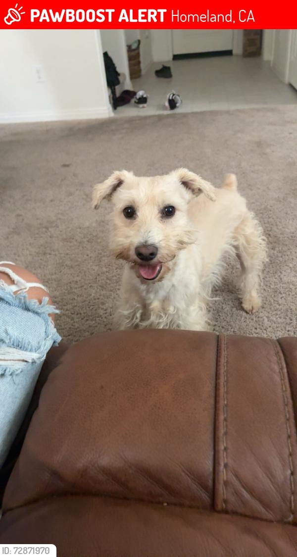 Lost Male Dog last seen Neighborhood , Homeland, CA 92548