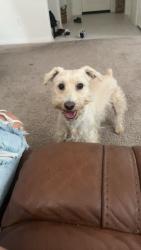 Lost Male Dog last seen Neighborhood , Homeland, CA 92548