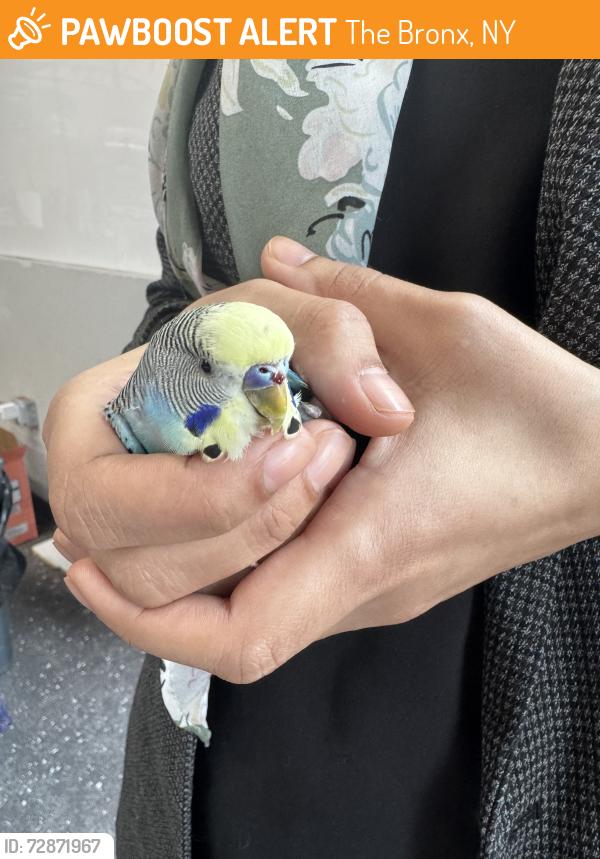 Found/Stray Unknown Bird last seen Near Third Ave, Bronx , The Bronx, NY 10454