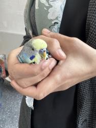 Found/Stray Unknown Bird last seen Near Third Ave, Bronx , The Bronx, NY 10454