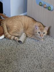 Lost Male Cat last seen Briarcliff and Carrousel Drive , Reynoldsburg, OH 43068