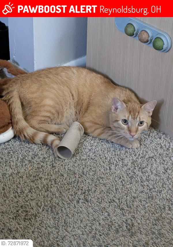 Lost Male Cat last seen Briarcliff and Carrousel Drive, Reynoldsburg, OH 43068