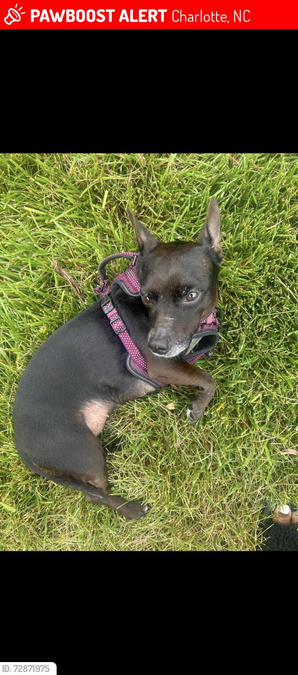 Lost Female Dog last seen Hackberry creek trail , Charlotte, NC 28269