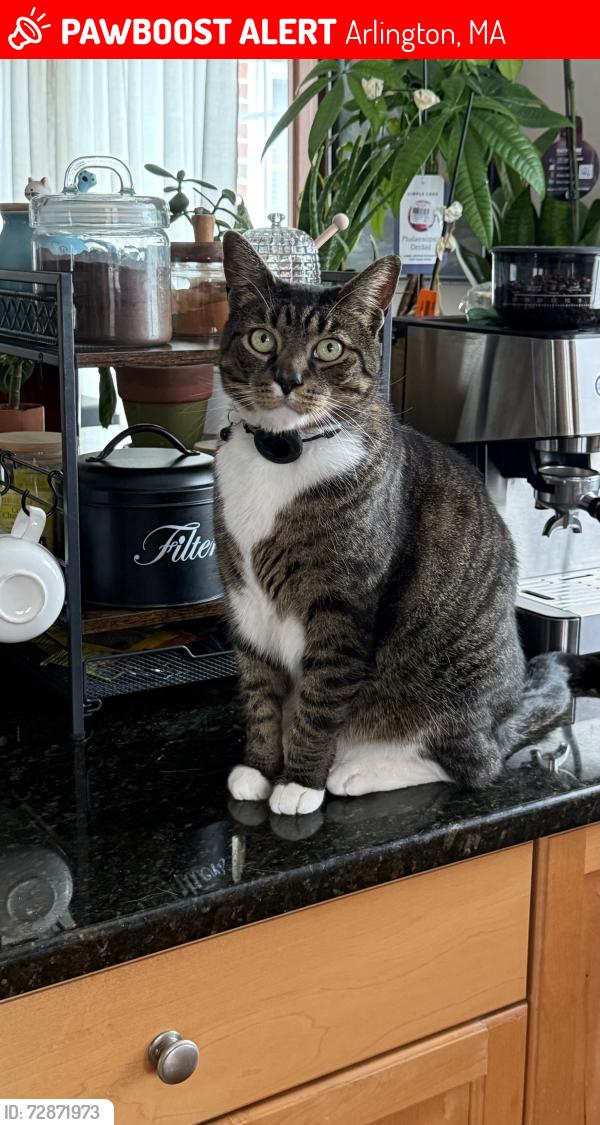 Lost Male Cat last seen Whole Foods Arlington, Arlington, MA 02476
