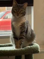 Lost Female Cat last seen Bergen Ave & Lincoln St, Linden, NJ 07036