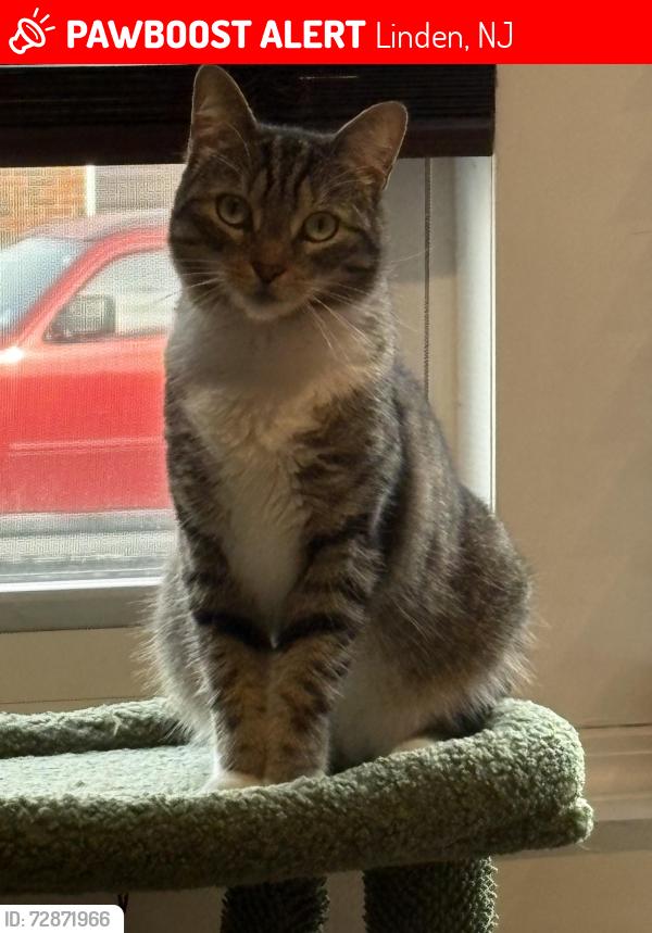 Lost Female Cat last seen Bergen Ave & Lincoln St, Linden, NJ 07036