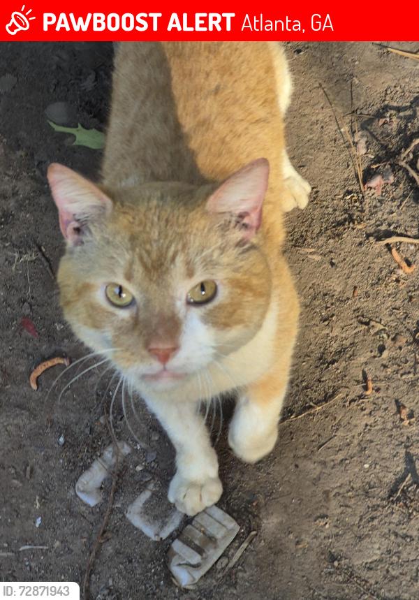Lost Male Cat last seen Northwest drive , Atlanta, GA 30318