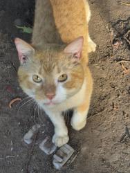 Lost Male Cat last seen Northwest drive , Atlanta, GA 30318