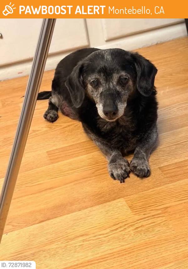 Found/Stray Male Dog last seen montebello blvd, Montebello, CA 90640